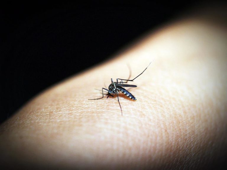 Jak pozbyć się uporczywych komarów z ogródka, by nie zakłócały naszego spokoju?